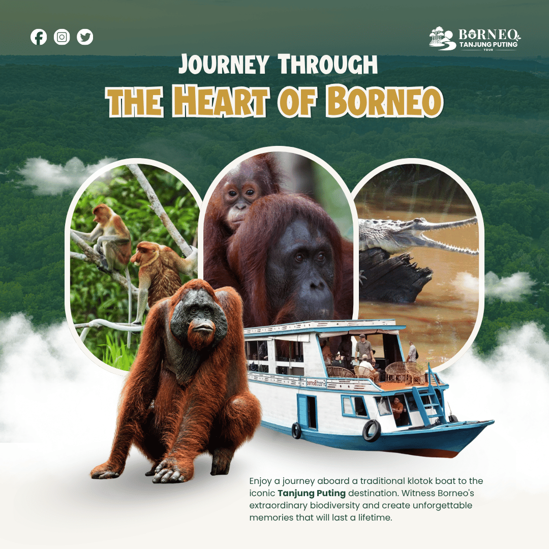 Borneo Tanjung Puting Tour