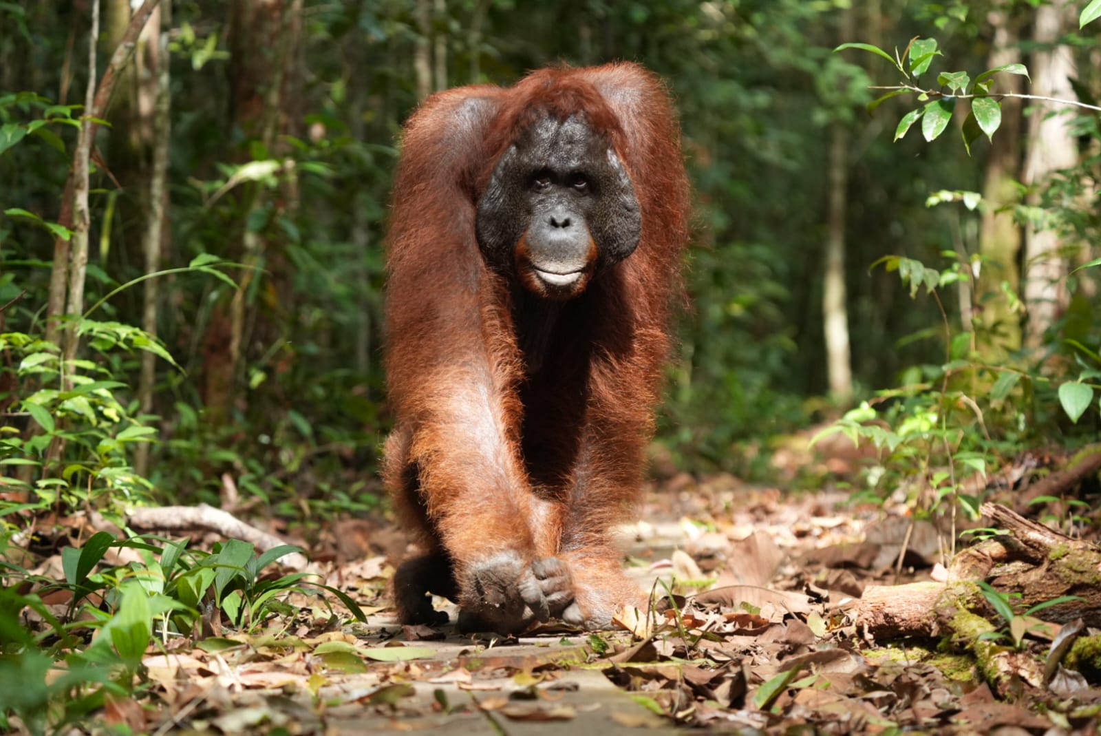 Tanjung Puting Orangutan Tour | Borneo Wildlife Adventure